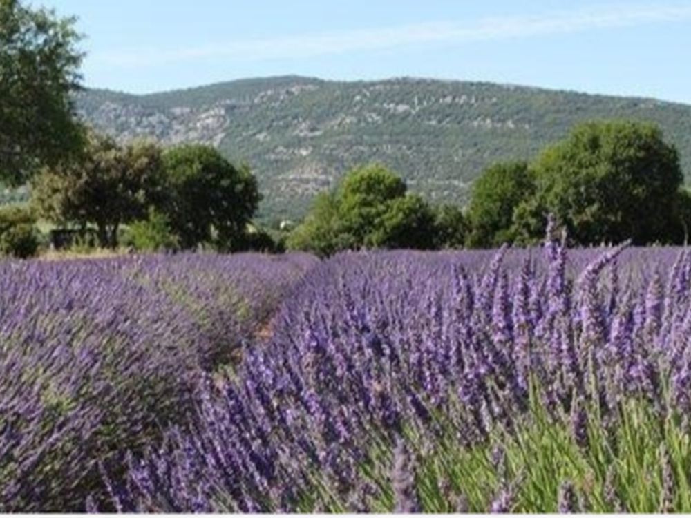 Lavande en Ardèche